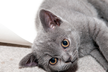 Cute playful kittenの写真素材