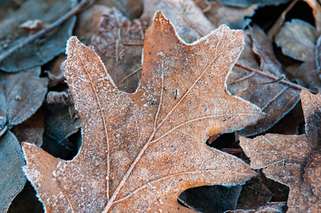 frozen leaves on the ground with icy frostの写真素材