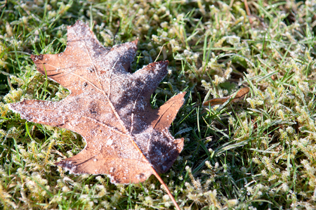 frozen leaves on the ground with icy frostの写真素材