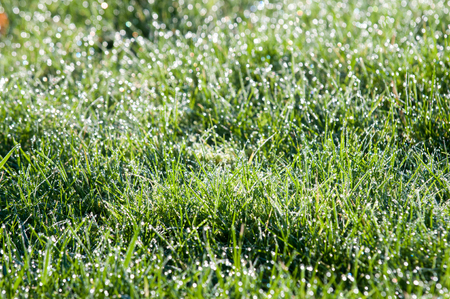 water droplets on grass, green grass with light bokeh from rain dropsの写真素材