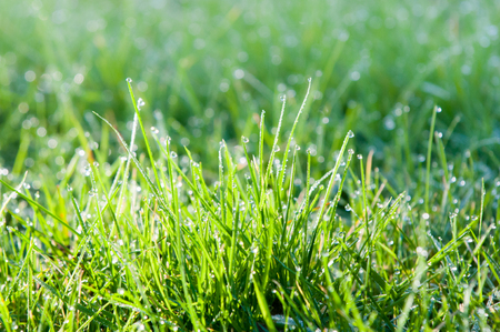 water droplets on grass, green grass with light bokeh from rain dropsの写真素材