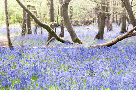 bluebells growing wild in the woodsの写真素材