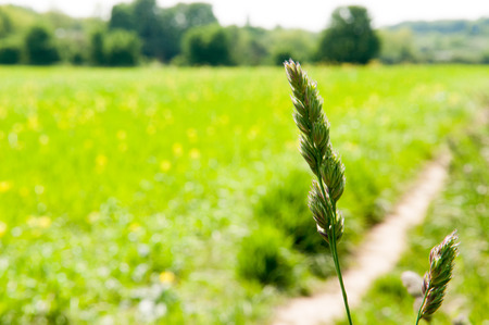 summer meadow with lush green grassの写真素材