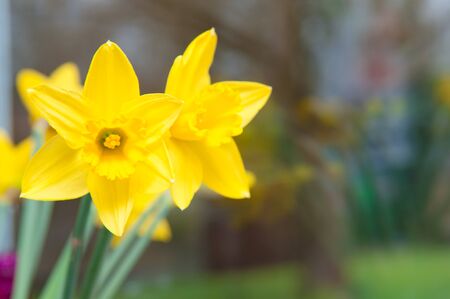 Seasonal yellow tulip flowers in the windowの写真素材