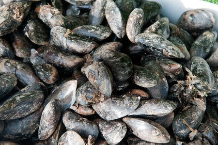 Fresh mussels, live mussels are for sale at the marketの写真素材