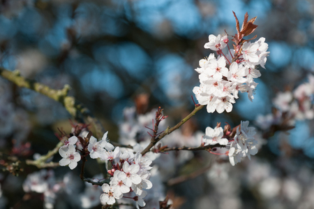 cherry blossom abstract for springtimeの写真素材