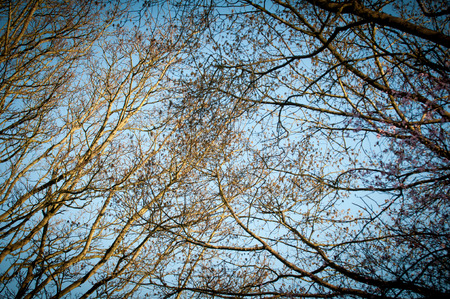 two trees meet over blue skyの写真素材