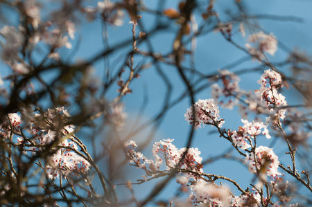 Springtime in the garden with cherry blossomの写真素材