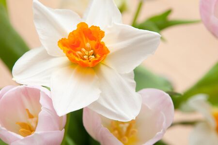 springtime floral bouquet of tulips flowersの写真素材