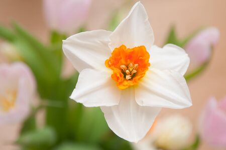 springtime floral bouquet of tulips flowersの写真素材