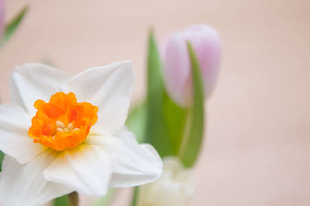 springtime floral bouquet of tulips flowersの写真素材