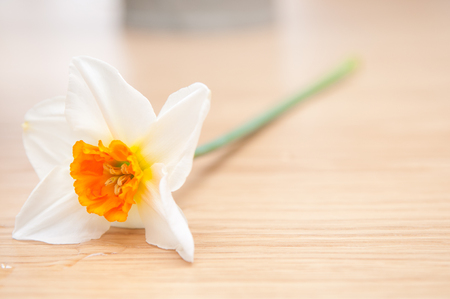 Single fresh flower with water droplets on the wooden tableの写真素材