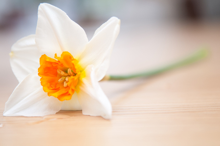 Single fresh flower with water droplets on the wooden tableの写真素材