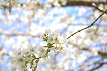 Blossom. White blossom on a tree branch in sunlightの写真素材