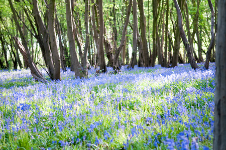 Bluebells growing wild in the sunny forestの写真素材