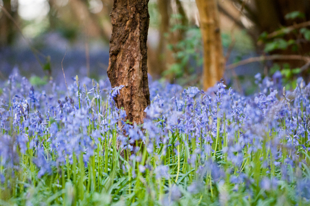 Bluebells growing wild in the sunny forestの写真素材