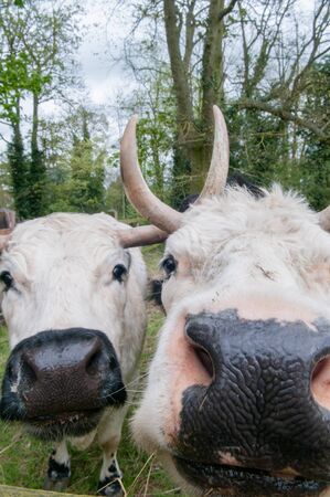 Funny animal, a bull close up looking directly at cameraの写真素材