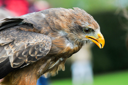 eagle hawk close up during a falconry displayの写真素材