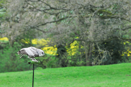 owl in flight during falconry displayの写真素材