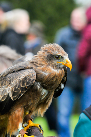 eagle hawk close up during a falconry displayの写真素材