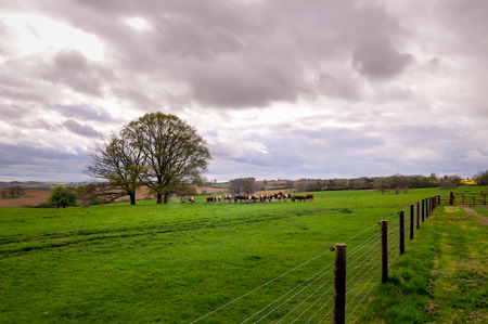 Cows in a field on a farm pastureの写真素材
