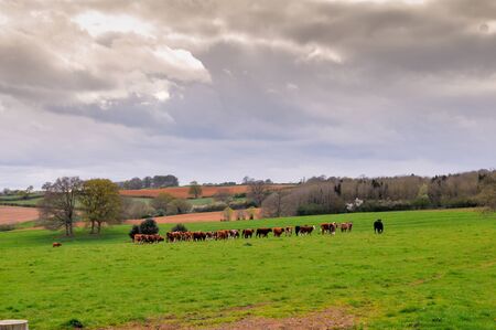 Cows in a field on a farm pastureの写真素材