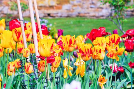 Spring tulips growing in a kitchen gardenの写真素材