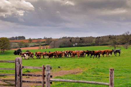 Cows in a field on a farm pastureの写真素材