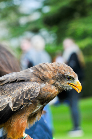 eagle hawk close up during a falconry display