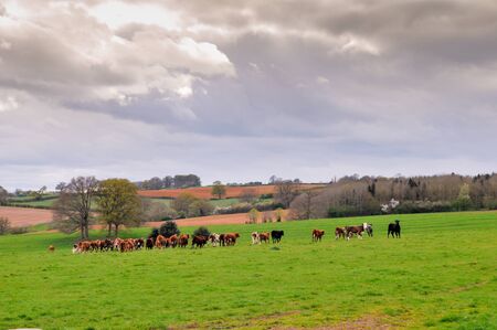 Cows in a field on a farm pastureの写真素材