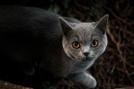 Domestic cat outside playing in nature backgroundの写真素材