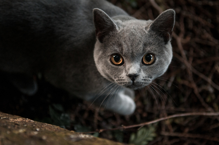 Cat playing outside in the gardenの写真素材