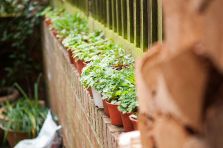 home grown organic tomato plants and herbs in the gardenの写真素材