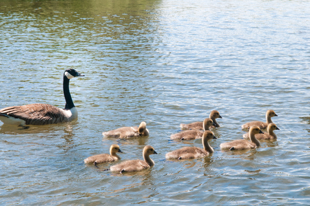 Gosling, baby geese with Parents. Canada Goose, Branta canadensisの写真素材