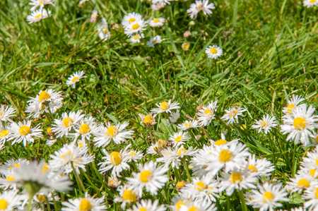 Close up of daisy flowers on a summer day from overheadの写真素材