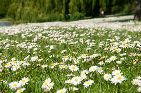 Close up of daisy flowers on a summer dayの写真素材