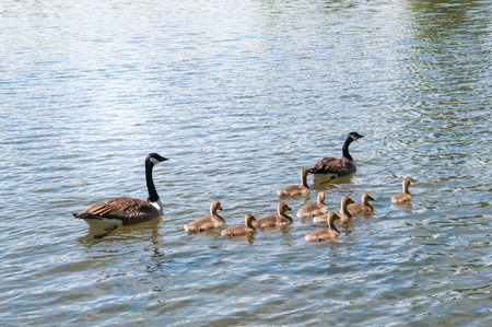 Gosling, baby geese with Parents. Canada Goose, Branta canadensisの写真素材