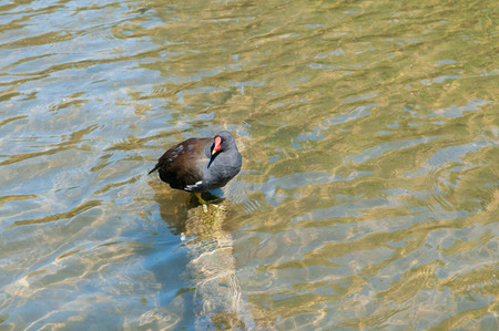 Moorhen, Gallinula chloropus. Standing in water at the duck pondの写真素材