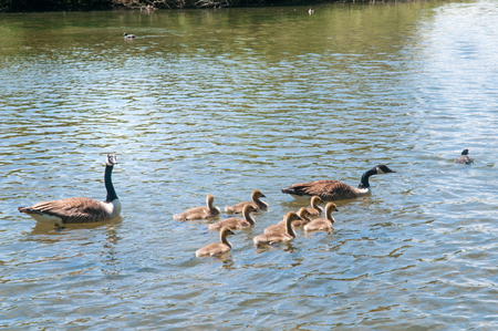 Gosling, baby geese with Parents. Canada Goose, Branta canadensisの写真素材