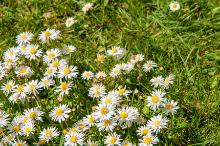 Close up of daisy flowers on a summer day from overheadの写真素材