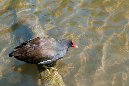Moorhen, Gallinula chloropus. Standing in water at the duck pondの写真素材