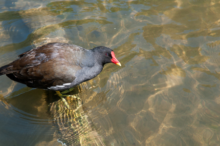 Moorhen, Gallinula chloropus. Standing in water at the duck pondの写真素材