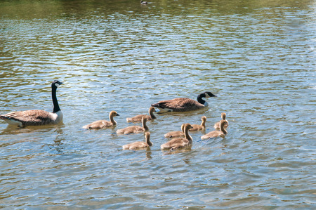 Gosling, baby geese with Parents. Canada Goose, Branta canadensisの写真素材