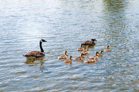 Gosling, baby geese with Parents. Canada Goose, Branta canadensisの写真素材