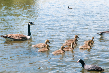 Gosling, baby geese with Parents. Canada Goose, Branta canadensisの写真素材