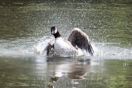 Bird landing in water, goose is splashing as it landsの写真素材