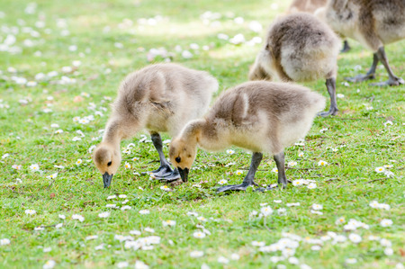 Baby birds feeding in the summer meadow eating grassの写真素材