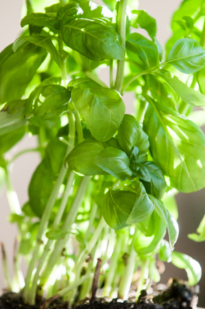 Fresh basil plant growing in a potの写真素材