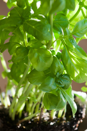 Fresh basil plant growing in a potの写真素材