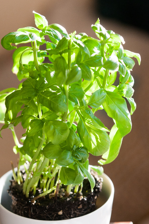 Fresh basil plant growing in a potの写真素材